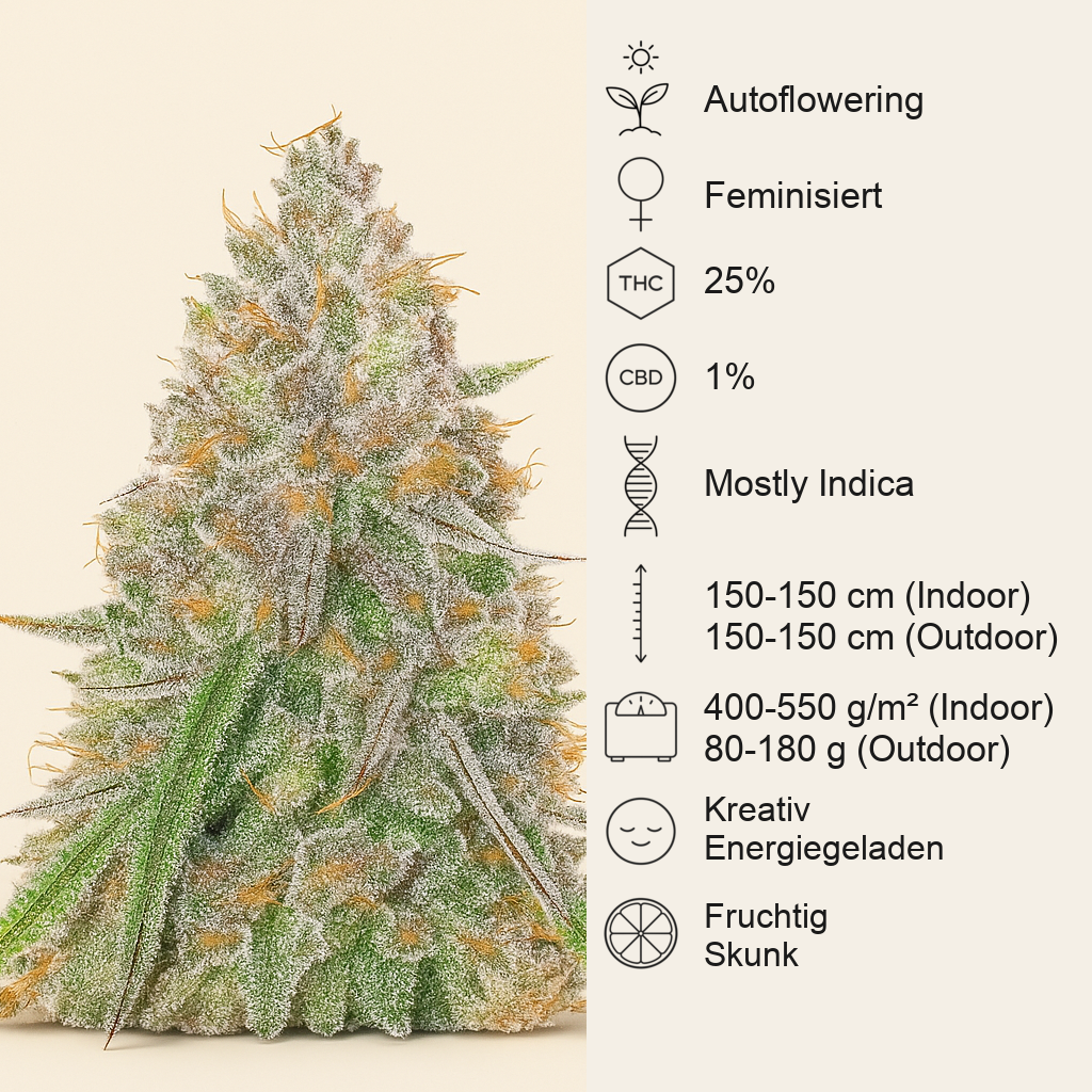 Sangria Poison Autoflower feminisierte Samen (Seedkeepers)