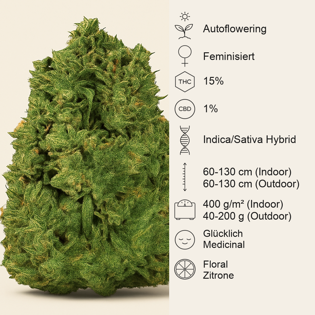 Auto New York City (Pyramid Seeds) Cannabis-Samen
