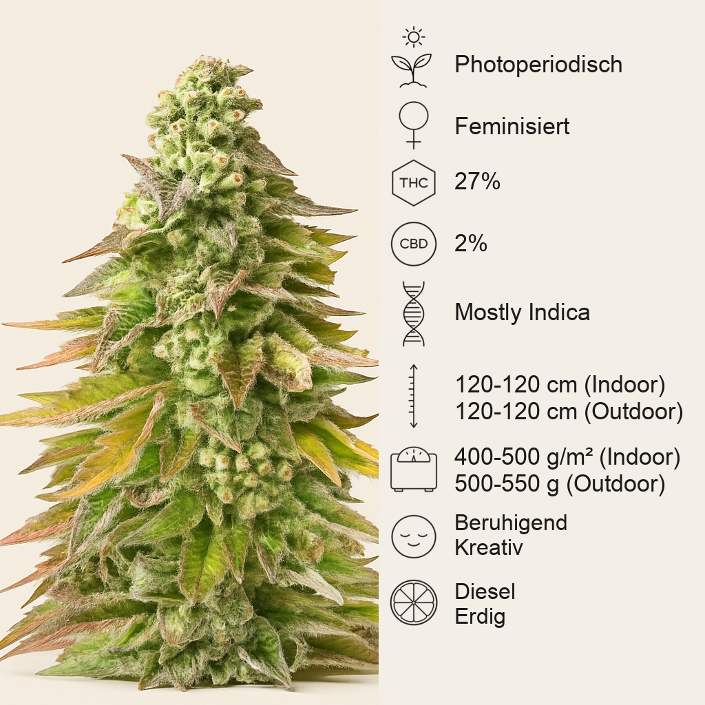Chem Cookies feminisierte Samen (AlphaFem Seeds)