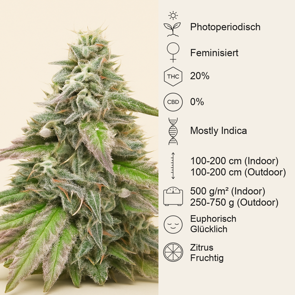 Sugar Bomb Punch (Dutch Passion) Cannabis-Samen