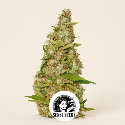 Skunk #1 Automatic (Sensi Seeds) Cannabis-Samen