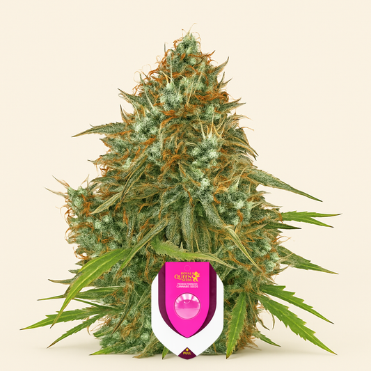 Amnesia Haze Automatic (RQS) Cannabis-Samen