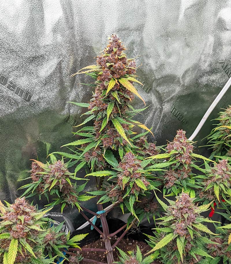 Alien Moonrocks Cannabispflanze – Original Sensible Seeds, Foto 3
