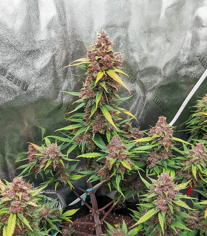 Alien Moonrocks Cannabispflanze – Original Sensible Seeds, Foto 3