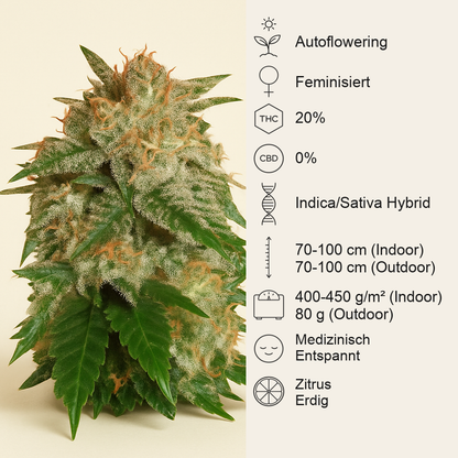 La Bella Afrodita Auto (Delicious Seeds) Cannabis-Samen