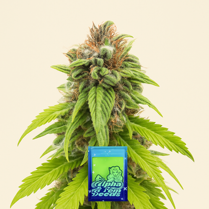 Bruce Banner # feminisierte Samen (AlphaFem Seeds)