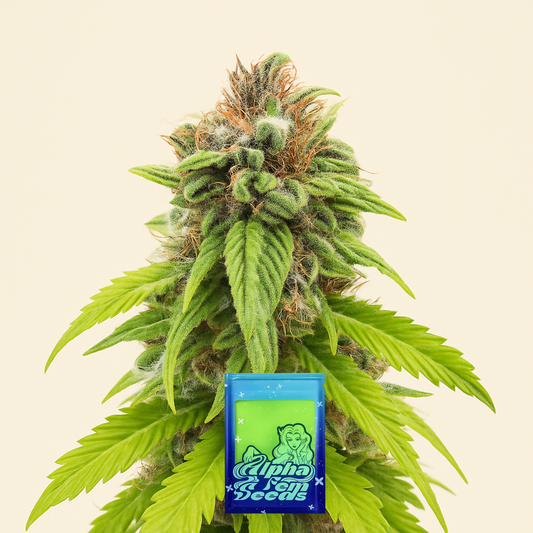Bruce Banner # feminisierte Samen (AlphaFem Seeds)