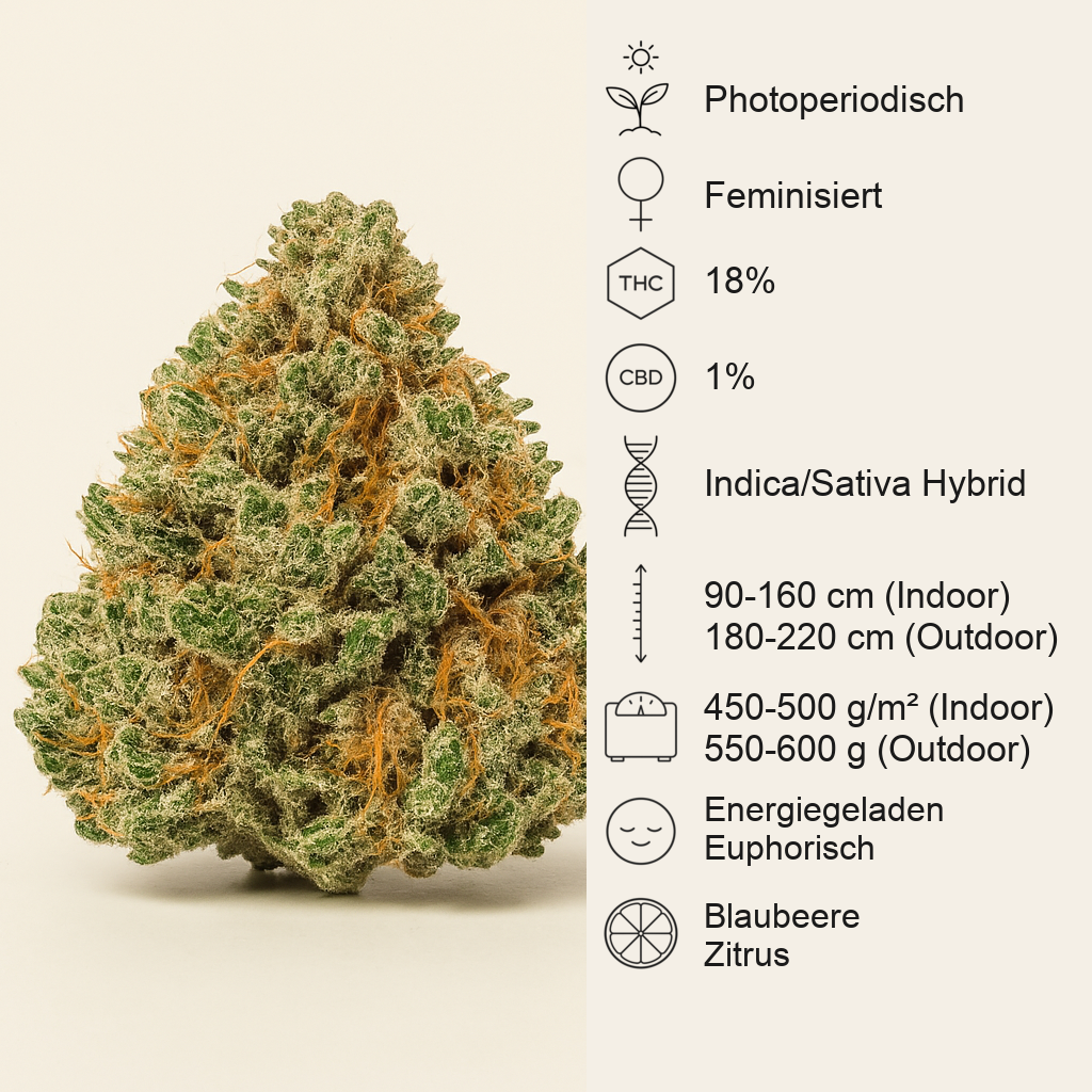 Green Crack Punch (Green Punch) (RQS) Cannabis-Samen