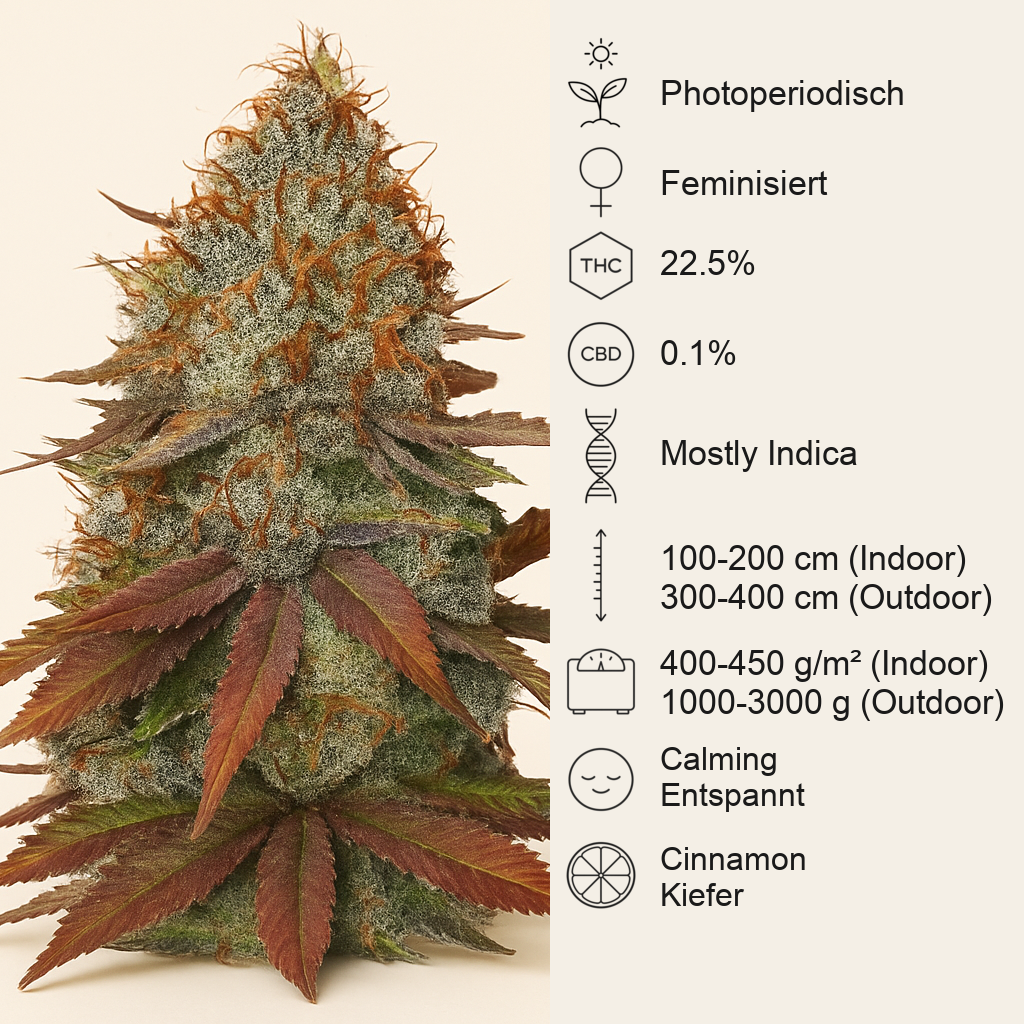 Cinnamon Buddha OG (Humboldt Seeds Organization)