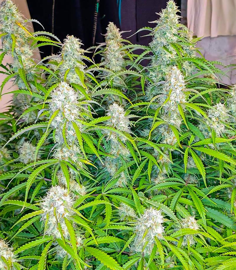 Black Herer Autoflower Cannabispflanze – EGS, Foto 2