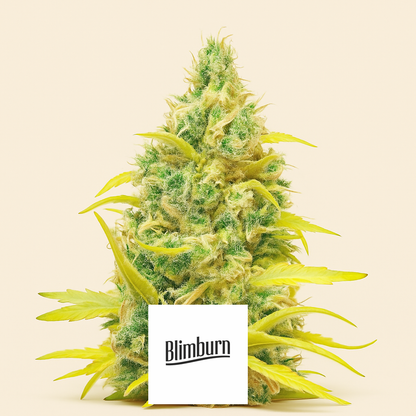 Critical Daddy (BlimBurn Seeds)