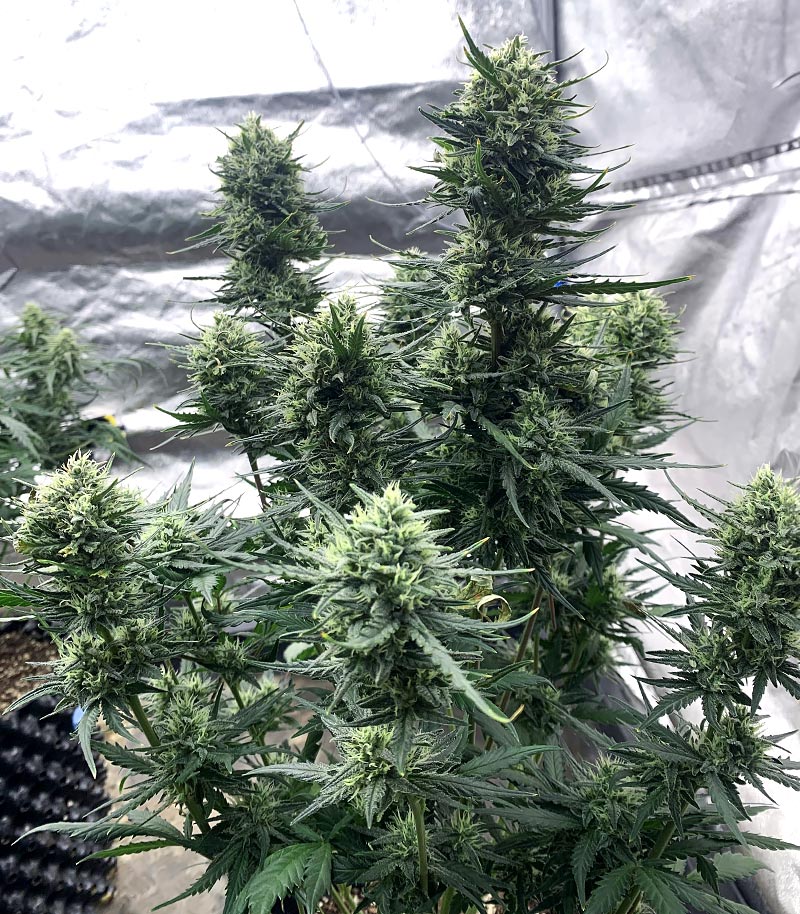 Tropicana Cookies Auto Cannabispflanze – Fast Buds, Foto 3