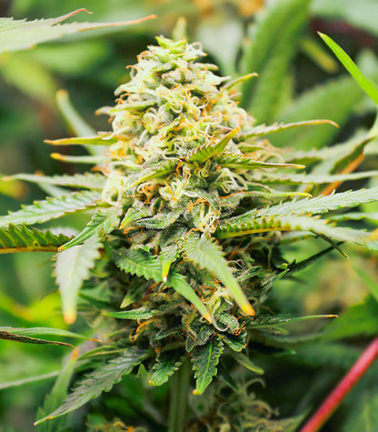 Gummy Skunk Fast Version Cannabispflanze – EGS, Foto 3