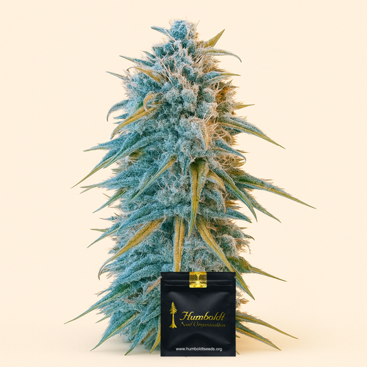 Blue Dream (Humboldt Seeds Organization) Cannabis-Samen