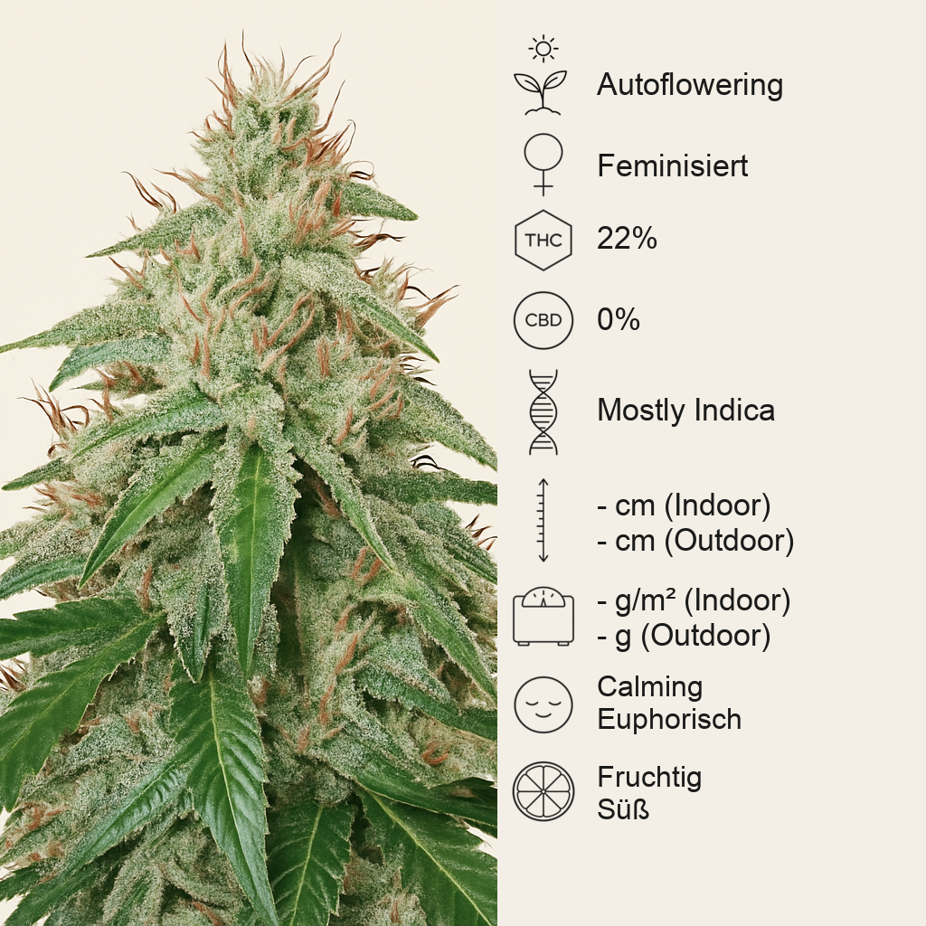 Blackberry Gum Autoflower feminisierte Samen