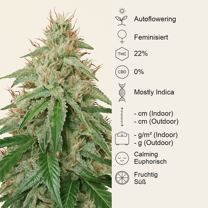 Blackberry Gum Autoflower feminisierte Samen