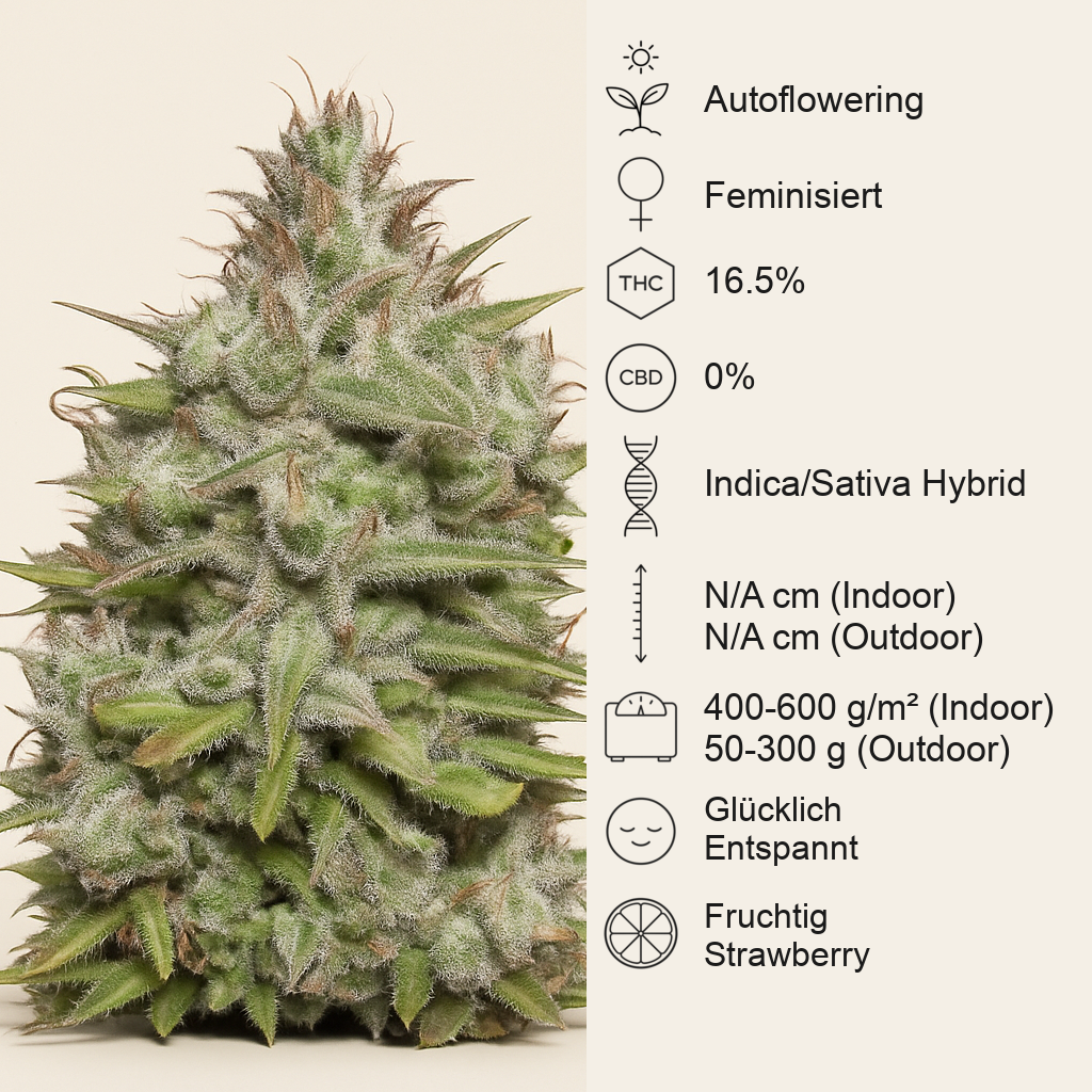 Crystal Candy Auto (Sweet Seeds)