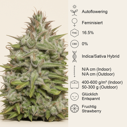 Crystal Candy Auto (Sweet Seeds)