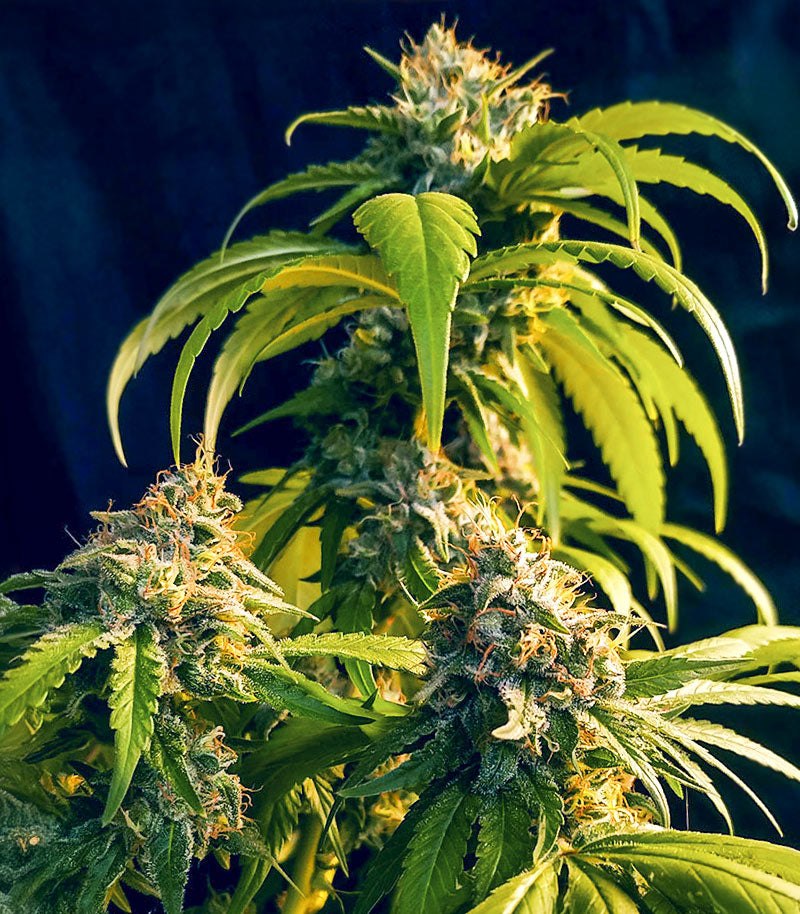 OG Kush Fast Version Cannabispflanze – EGS, Foto 3