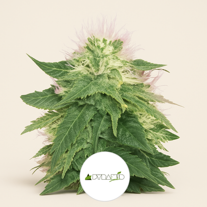 American Pie (Pyramid Seeds) Cannabis-Samen