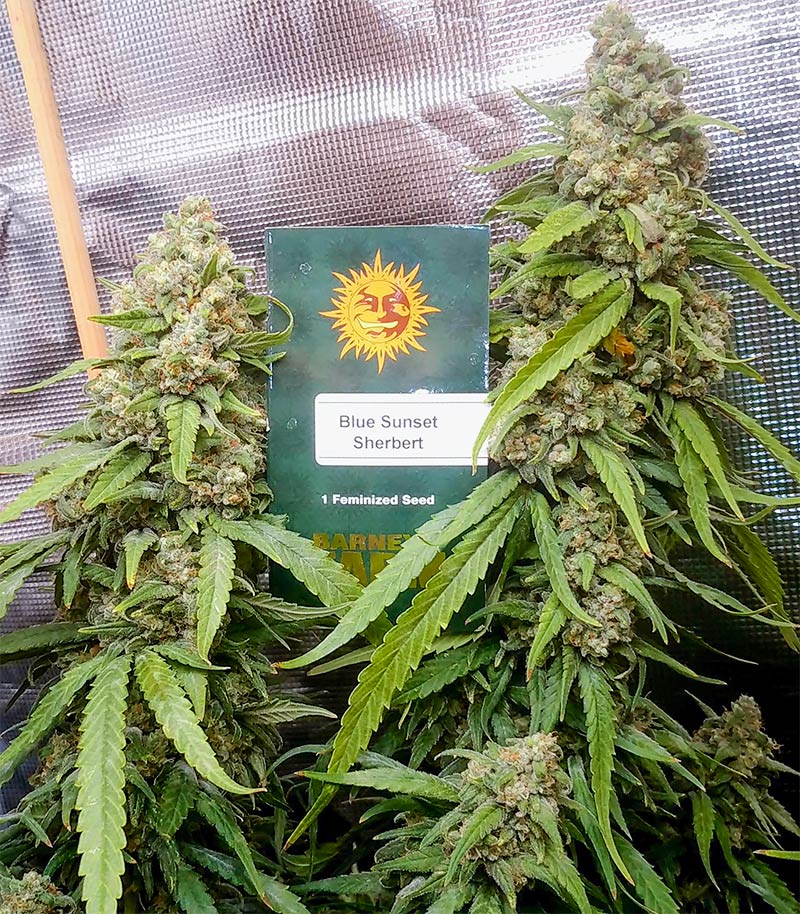 Blue Sunset Sherbert Cannabispflanze – Barney's Farm, Foto 1