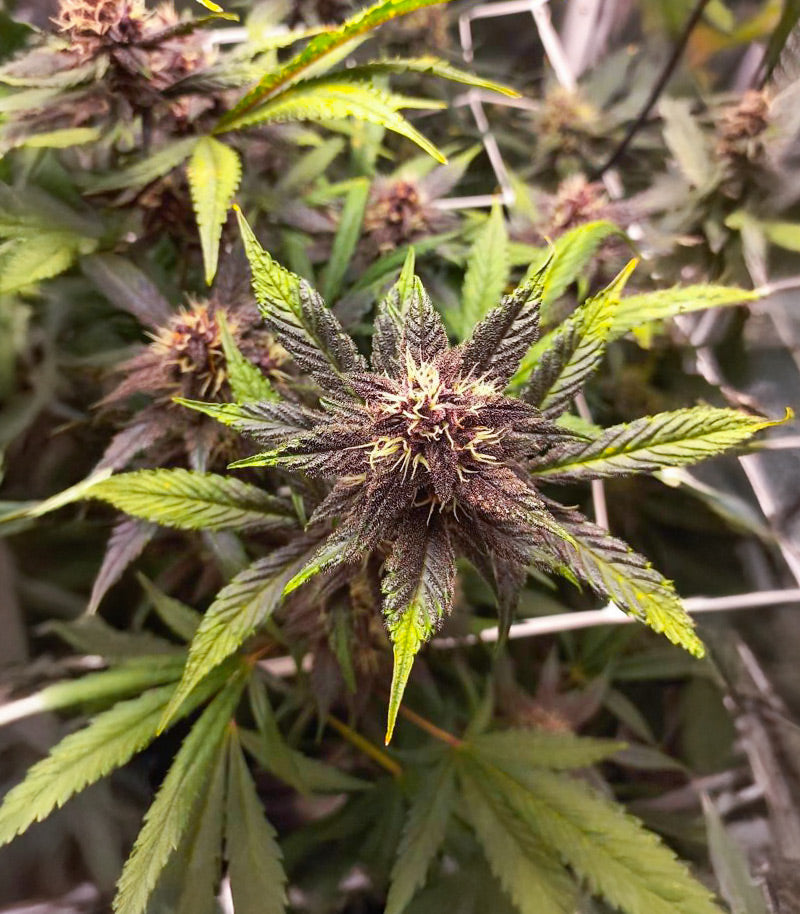 Purple Lemonade Poison Autoflower Cannabispflanze – Seedkeepers, Foto 3