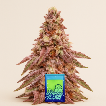 Glue Cookies feminisierte Samen (AlphaFem Seeds)