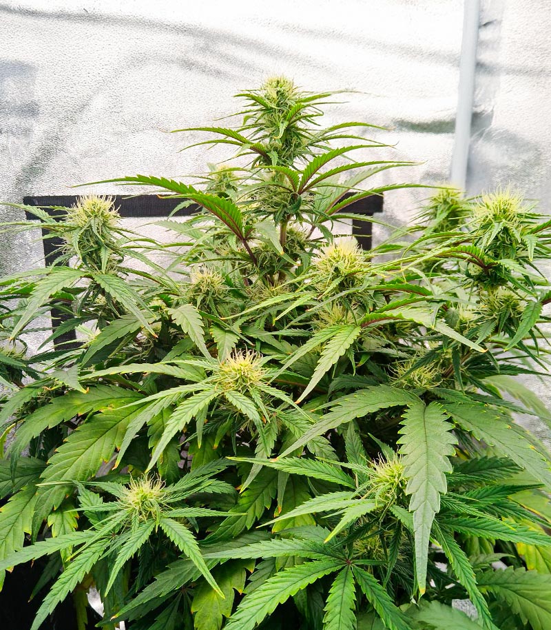 Durban Poison Autoflower Cannabispflanze – Humboldt Seed Company, Foto 5