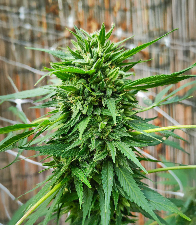 Passion #1 Cannabispflanze – Dutch Passion, Foto 4