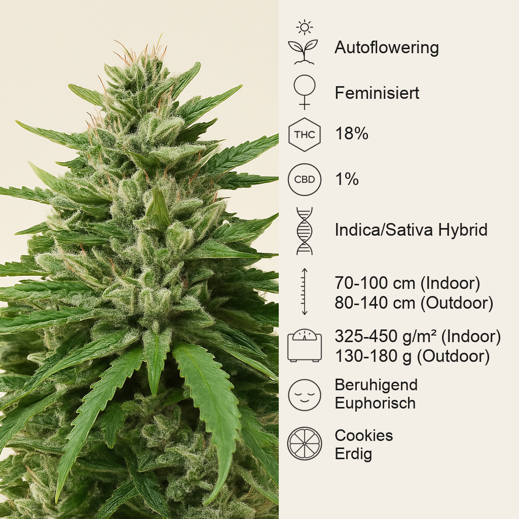 Royal Cookies Automatic (RQS) Cannabis-Samen