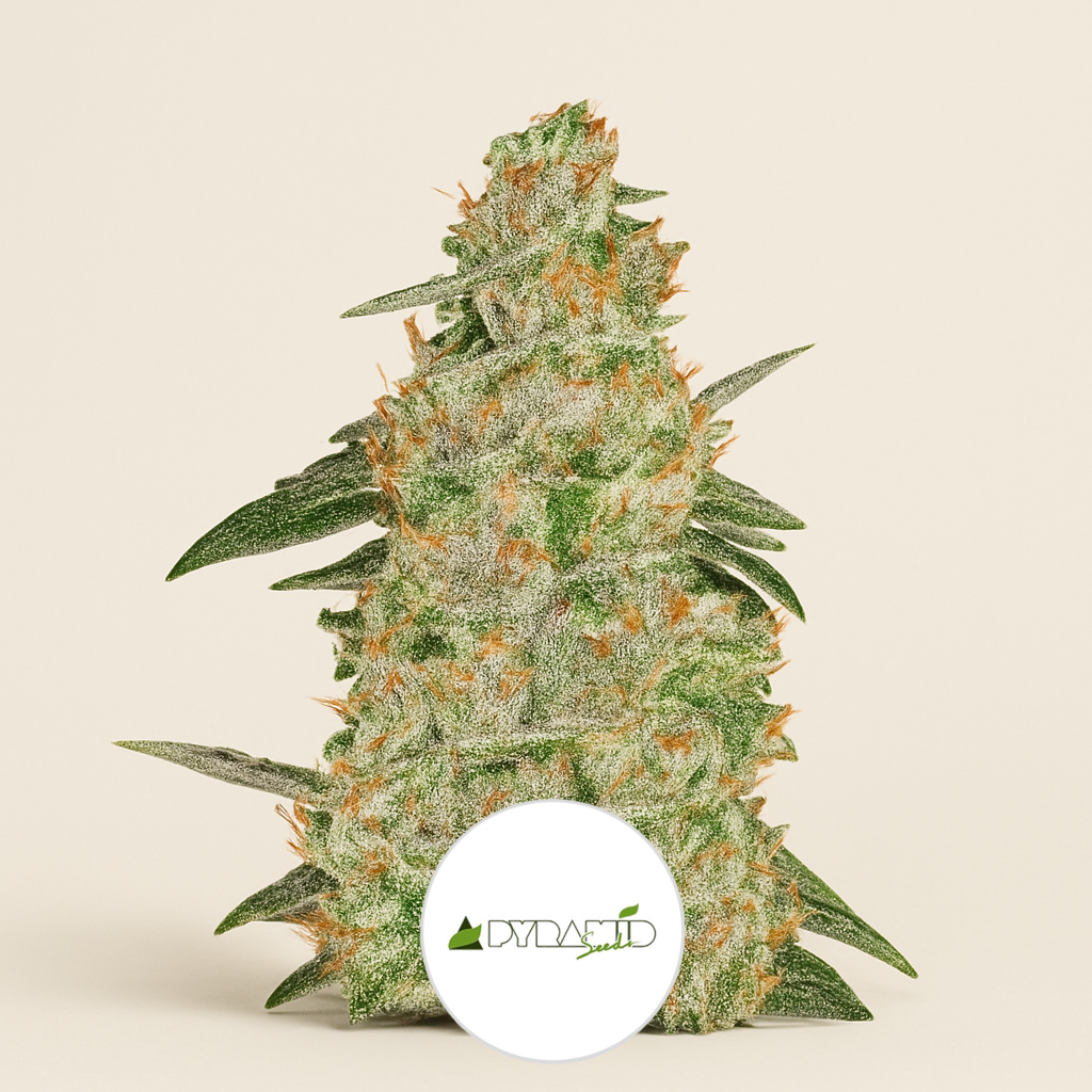Auto White Widow (Pyramid Seeds) Cannabis-Samen