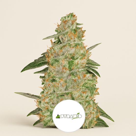 Auto White Widow (Pyramid Seeds) Cannabis-Samen