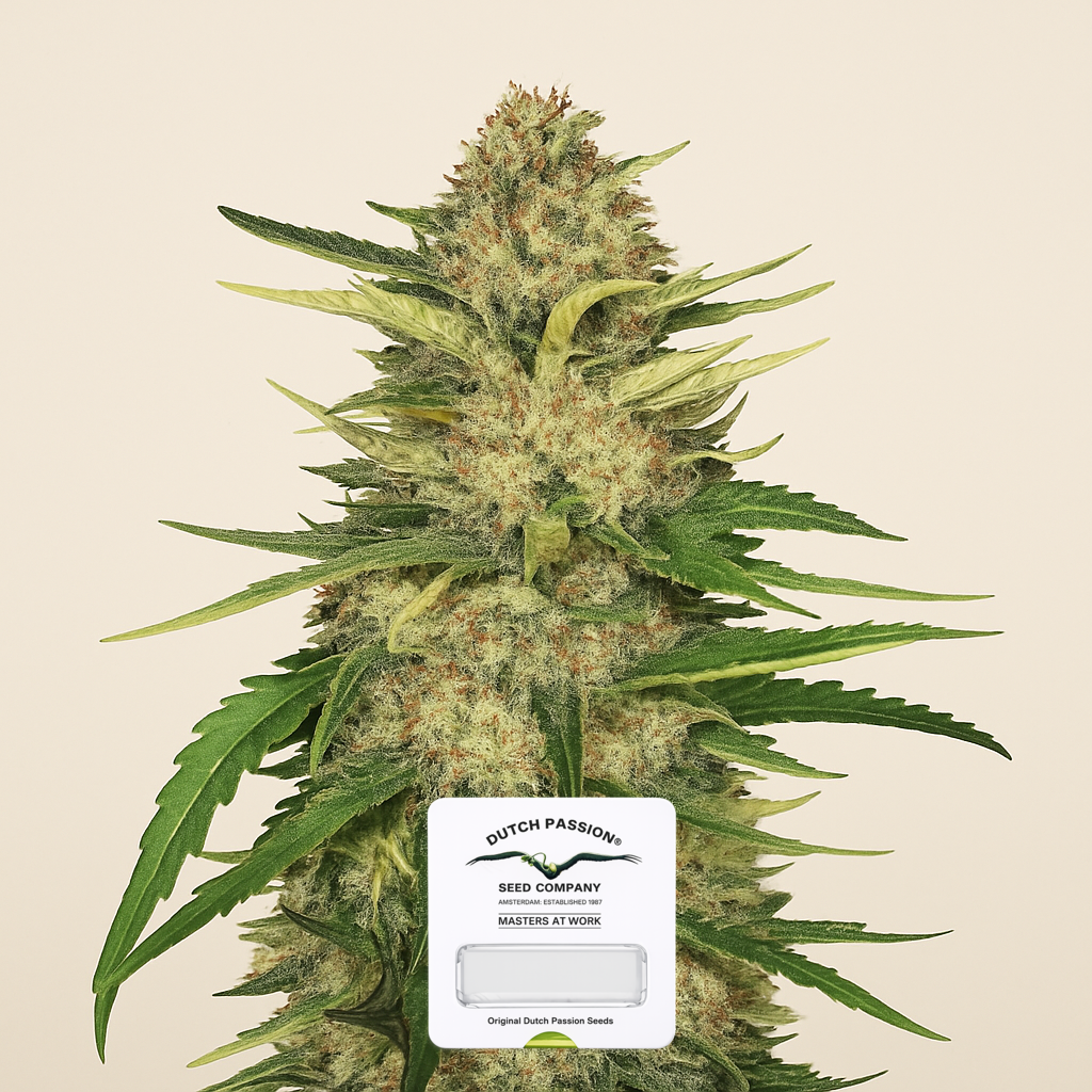 Critical Orange Punch (Dutch Passion)