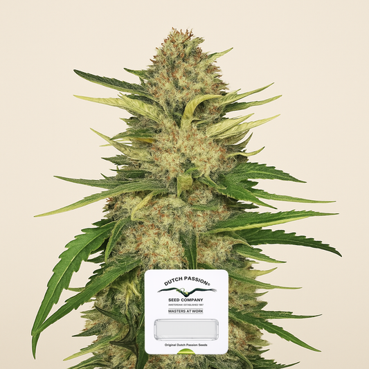 Critical Orange Punch (Dutch Passion)