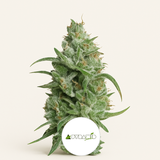 Super OG Kush (Pyramid Seeds) Cannabis-Samen