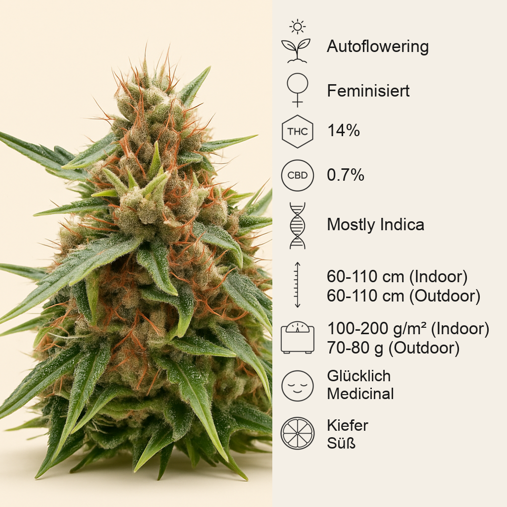 Northern Auto (BlimBurn Seeds) Cannabis-Samen