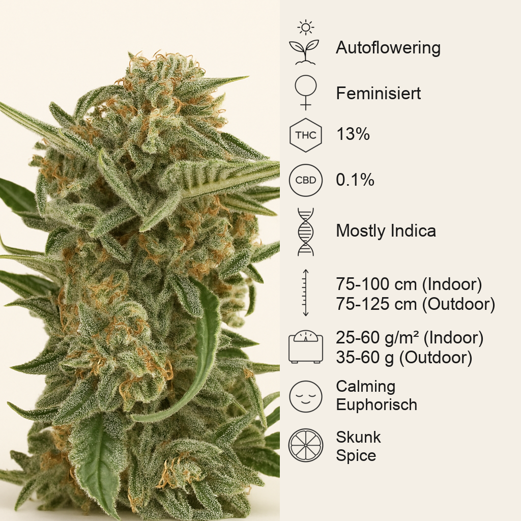 Lost Coast Skunk Auto (Humboldt Seeds Organization) Cannabis-Samen