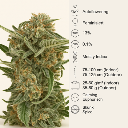 Lost Coast Skunk Auto (Humboldt Seeds Organization) Cannabis-Samen