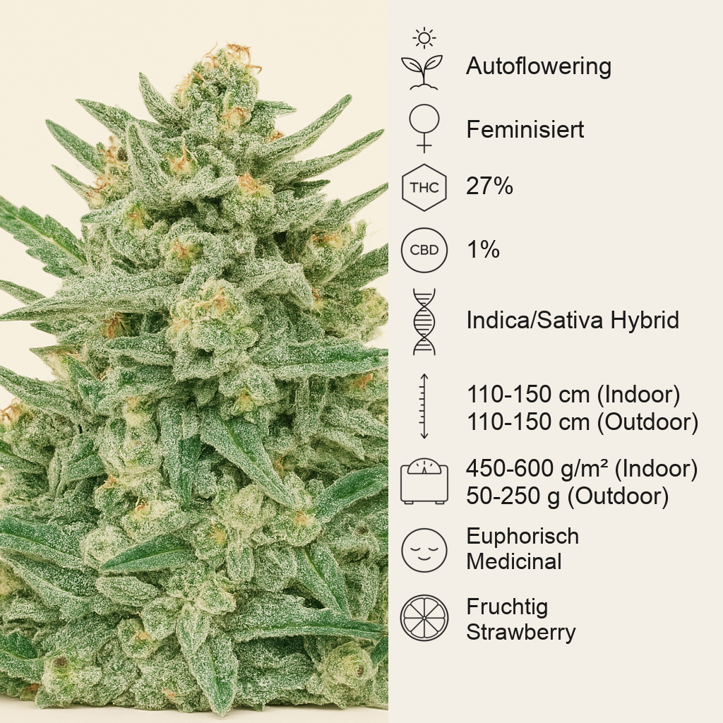Strawberry Banana Auto feminisierte Samen (Fast Buds)