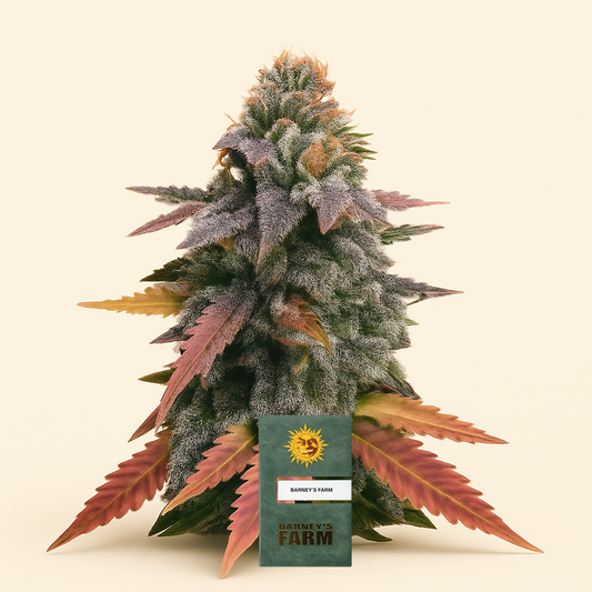 Laughing Buddha feminisierte Samen (Barney’s Farm)