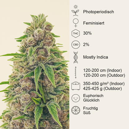 Totally Alpha OG feminisierte Samen (AlphaFem Seeds)