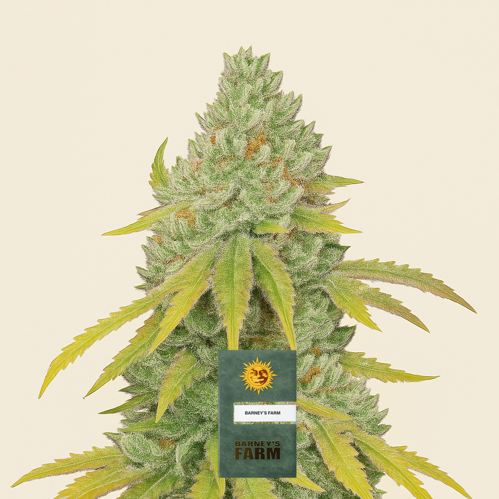 Lemon Tree Samen feminisiert (Barney's Farm)