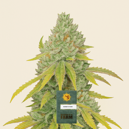 Lemon Tree Samen feminisiert (Barney's Farm)