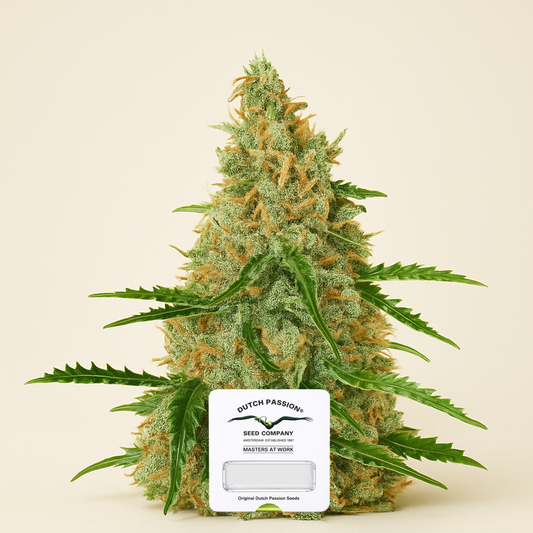 Auto Glueberry O.G. feminisierte Samen