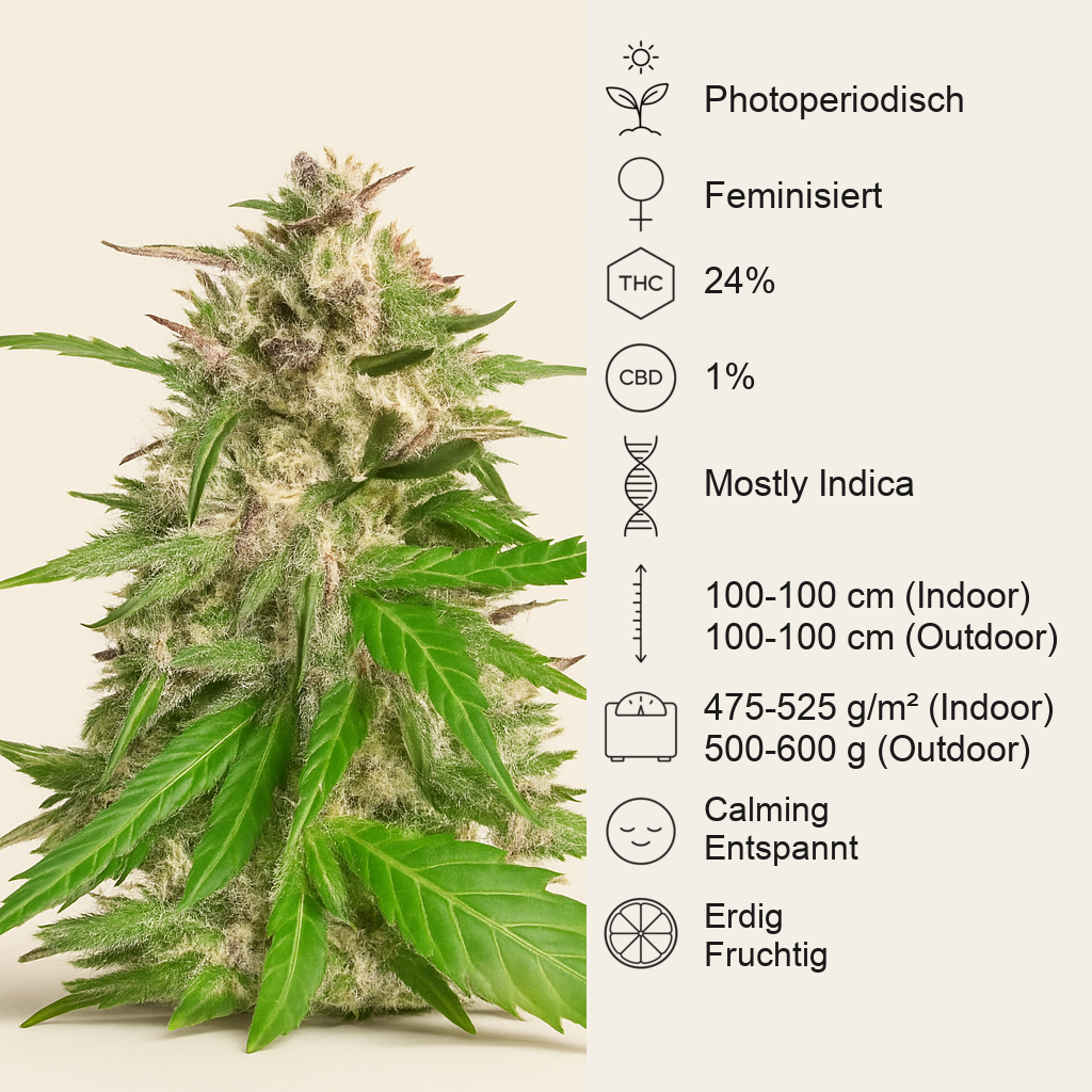Jealousy Kush feminisierte Samen (Seedkeepers)