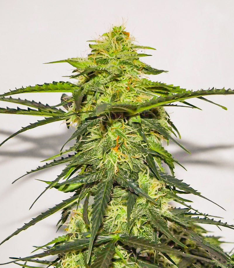 Acid Rain Autoflower Cannabispflanze – EGS, Foto 3