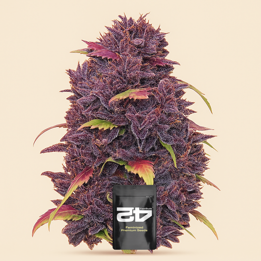 Purple Lemonade Auto feminisierte Samen (Fast Buds)