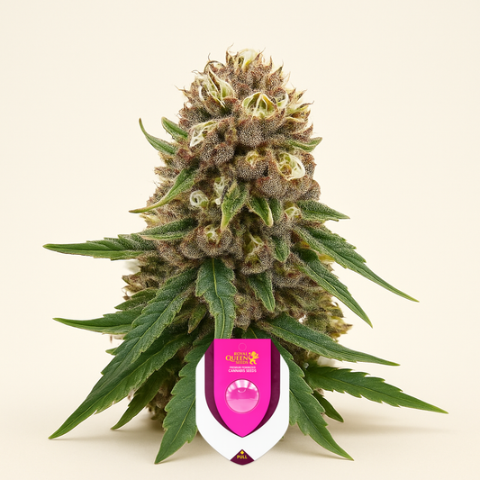 Royal Gorilla (RQS) Cannabis-Samen