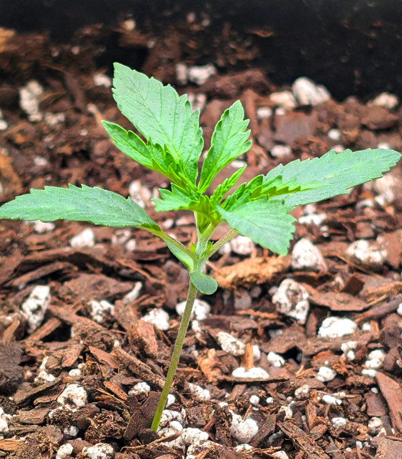 Dream Queen Autoflower Cannabispflanze – Humboldt Seed Company, Foto 3