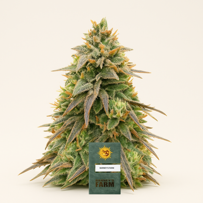 Pineapple Express Auto (Barney's Farm) Cannabis-Samen